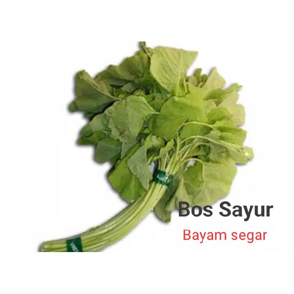 

Bayam segar