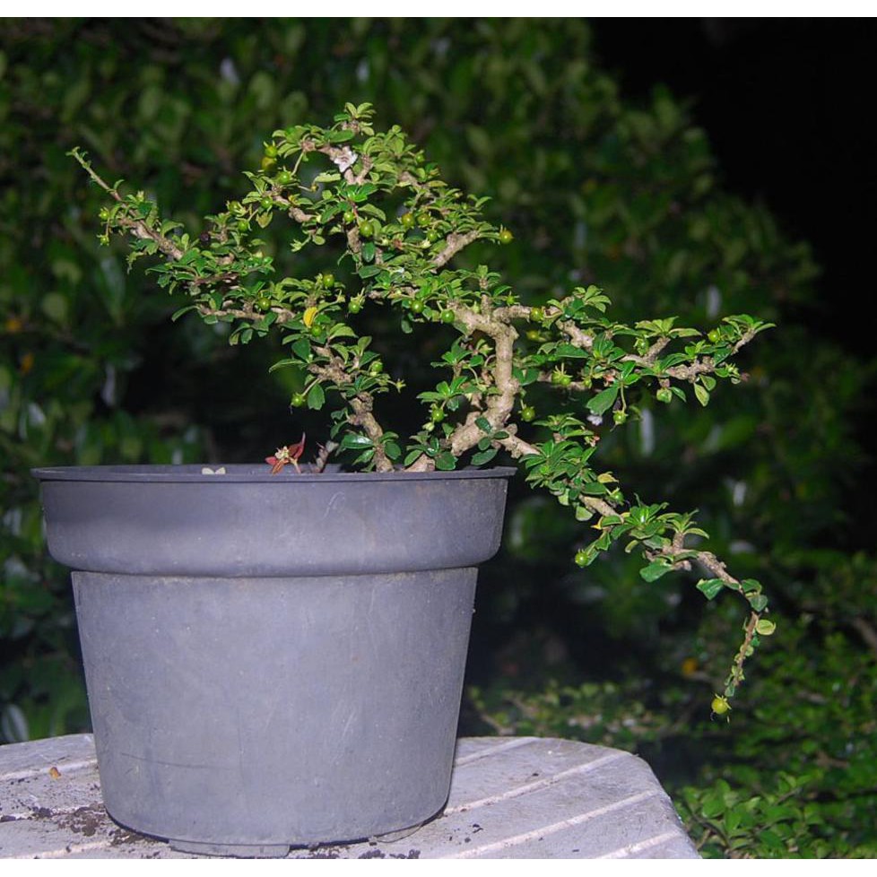 Tanaman Hidup Bonsai Hokiantea Micro Buah I32