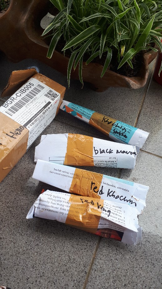 Ready Bonggol Aglonema Red Khocin