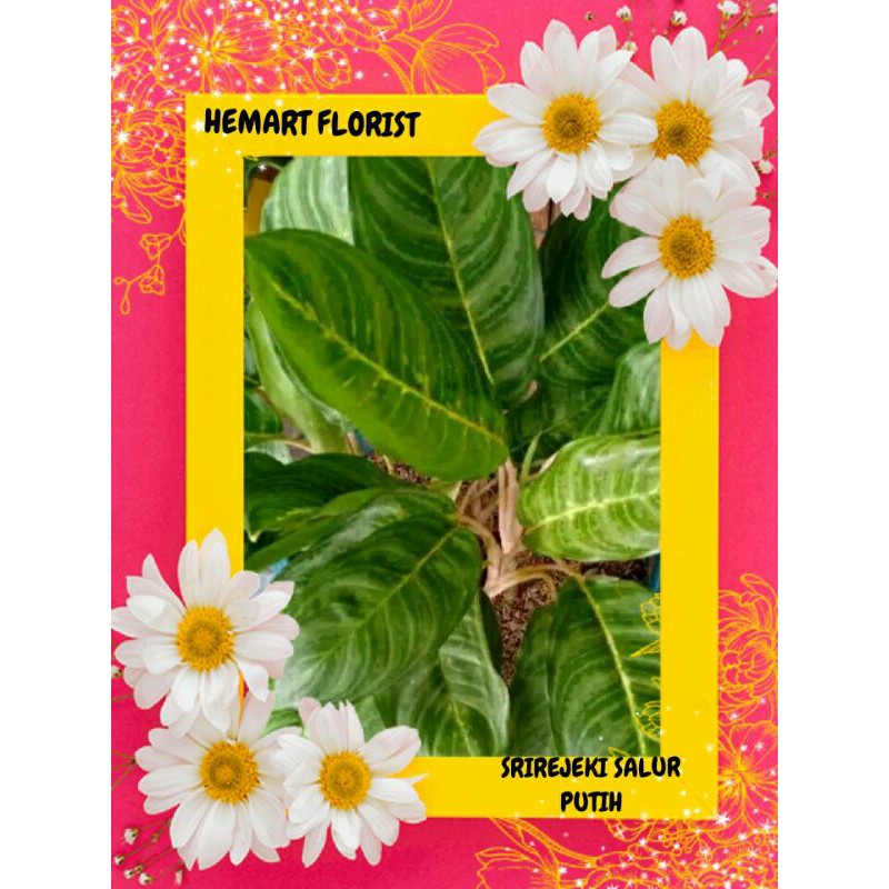 sri rejeki salur putih