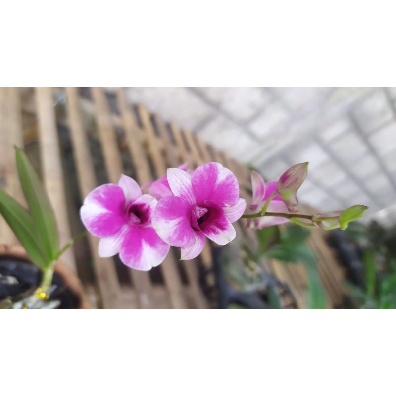 dendrobium  Yaya compactum ( anggrek mini)