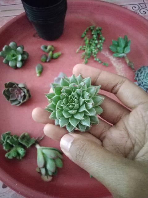 Sukulen Murah Dan Hemat Dengan Berbagai Macam Variant Sudah Termasuk Pot 10cm