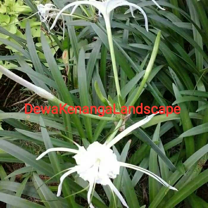 Tanaman hias bunga Bakung Air mancur/Hymenocallis Speciosa