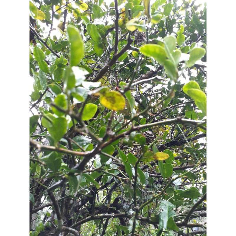 

10 Lembar Daun Jeruk Nipis