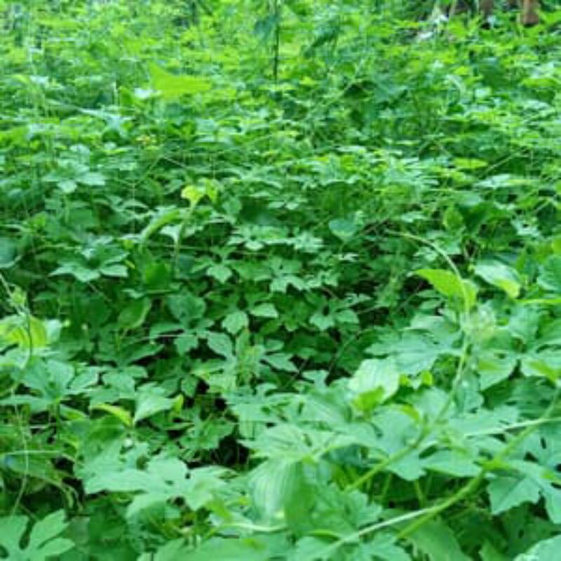 

Daun pare hutan atau paria kecil 1 kilo