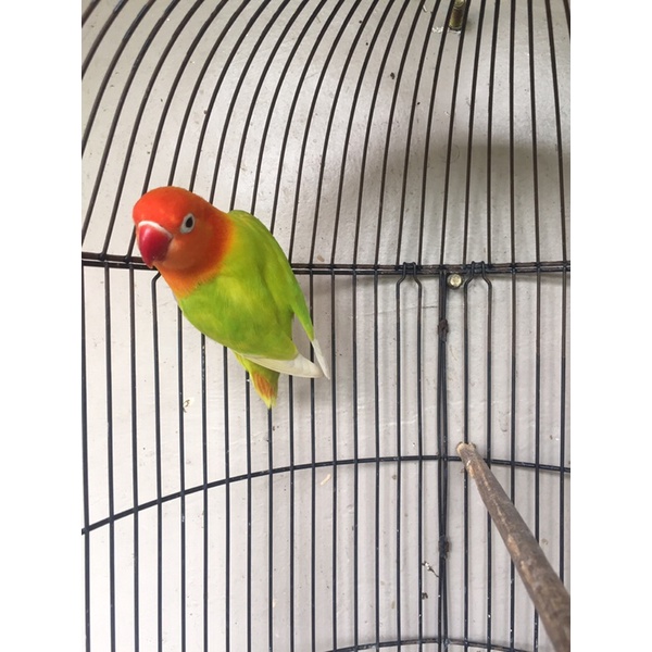 lovebird biola pastel/pf/blue janda