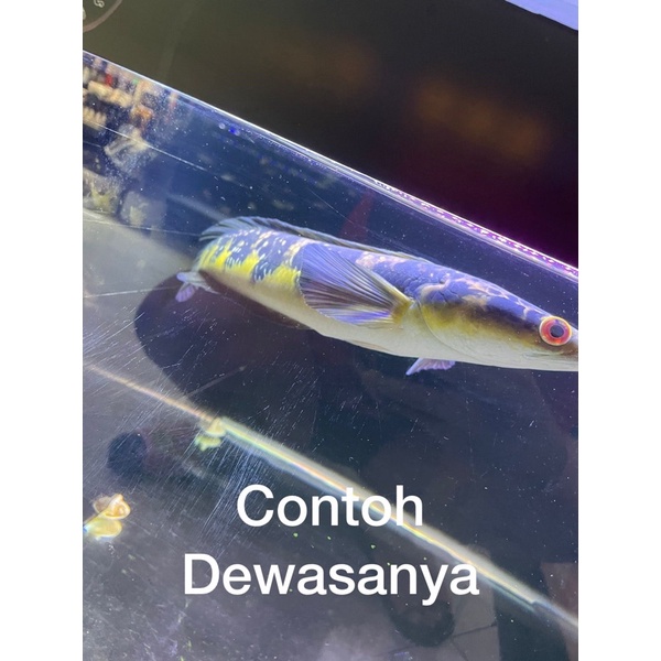 

Yellow Sentarum Ambyokan ( + Sticker )