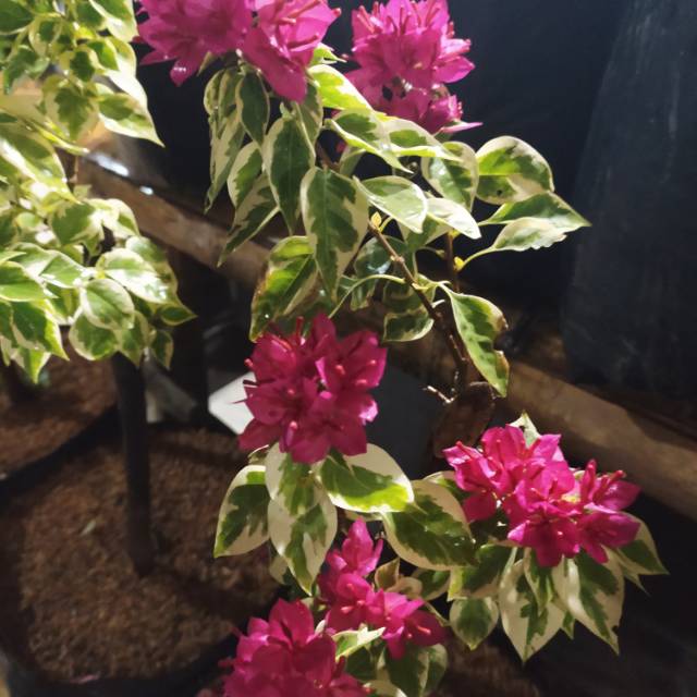 Bougenville Singapore varigata