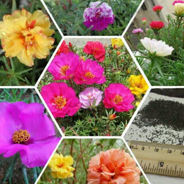 20 Biji Benih Bunga Moss Rose (Mixed) Portulaca Grandiflora