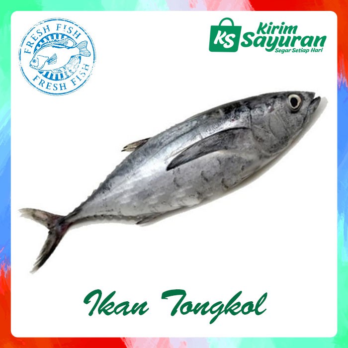 

Ikan Tongkol Segar (500 g)