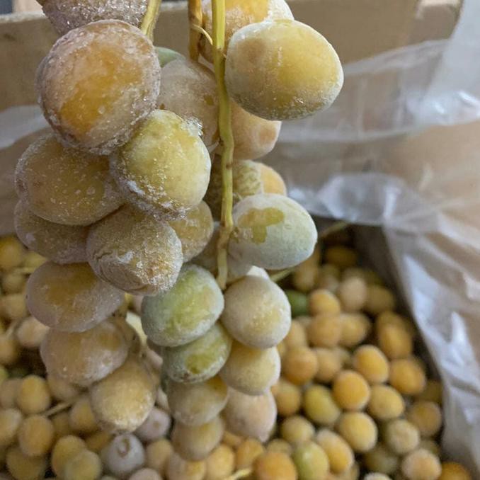 

Kurma Muda Ruthob Barhi Arabia 1.000 Gr Premium Arkanamarketht