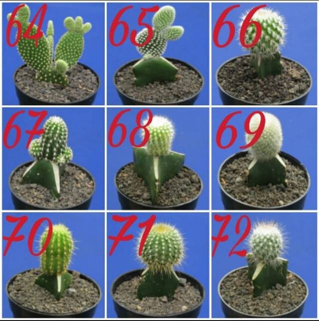 Kaktus dan sukulen lokal GRATIS POT