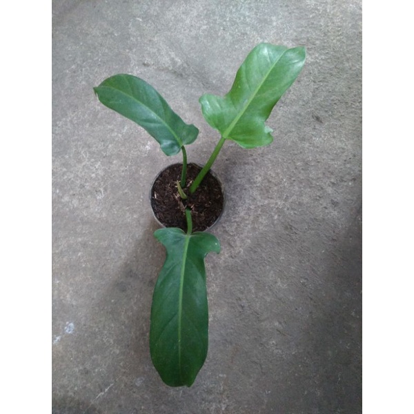 philodendron ecuadorian canoe
