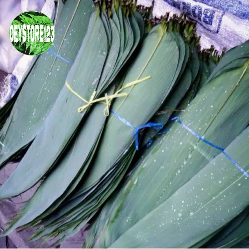 

jual daun bambu segar daun bacang paket 250 grm