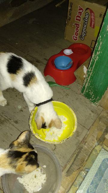Hewan Anjing Kucing Pasokan Makanan Otomatis Mangkuk Botol Minum Mangkuk Makan