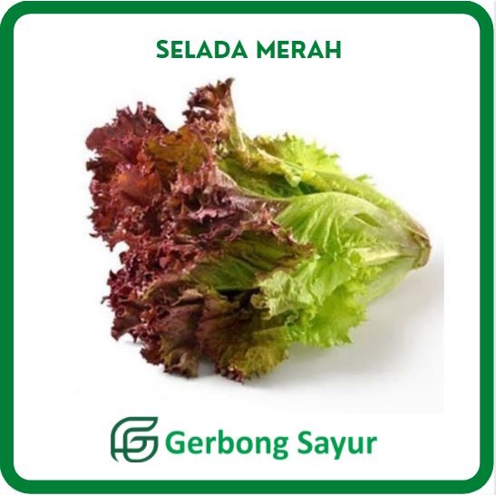 

Selada Merah Seladah Mera Lorosa - 500 gram