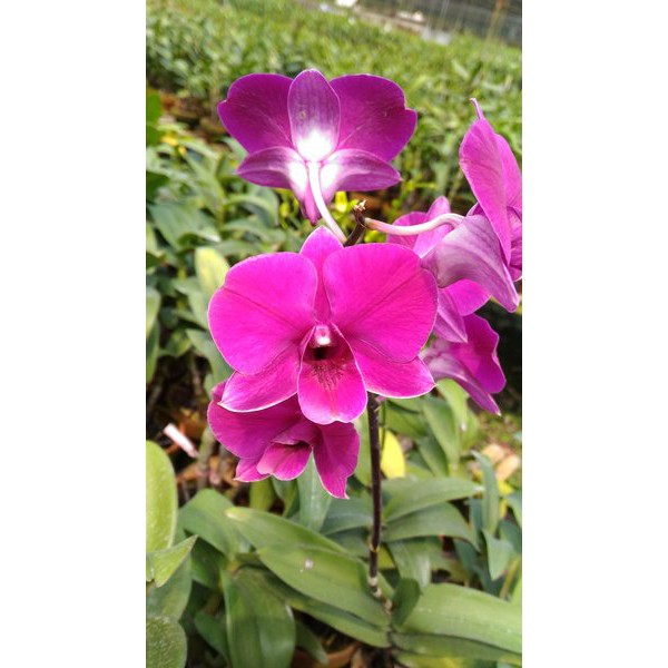 Bunga Anggrek Dendrobium Red Dragon