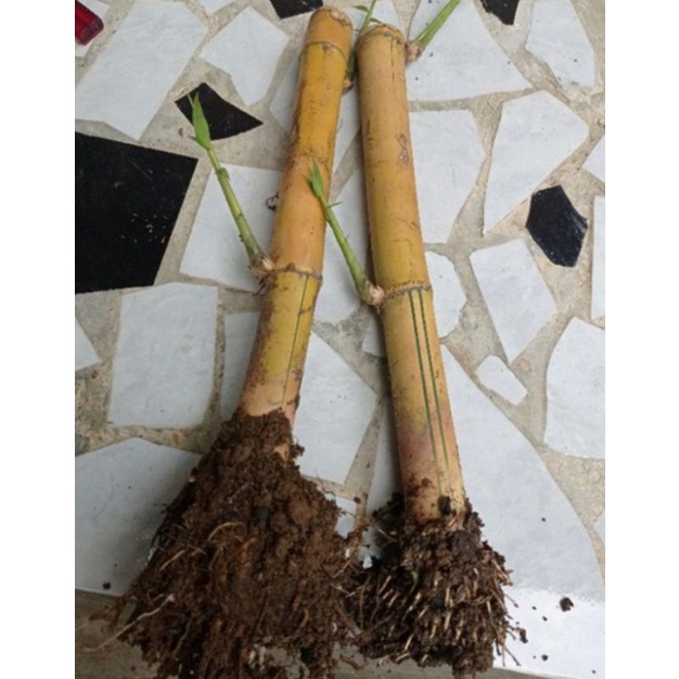 Bibit bambu kuning jumbo siap tanam