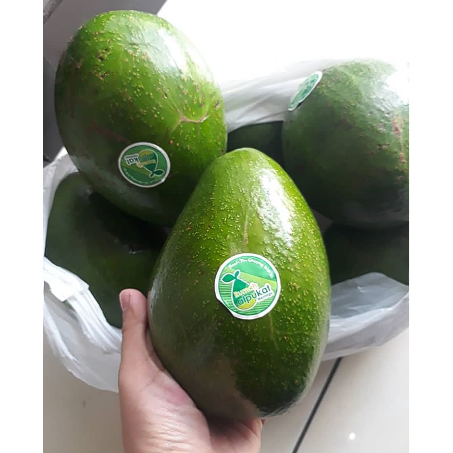 

Alpukat Mentega EXTRA JUMBO isi 2 buah // TEKSTUR LEMBUT DAN KENYAL '