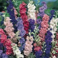 Benih Bibit Biji - Bunga Rocket Larkspur Tall Mixed Flower Seeds - IMPORT