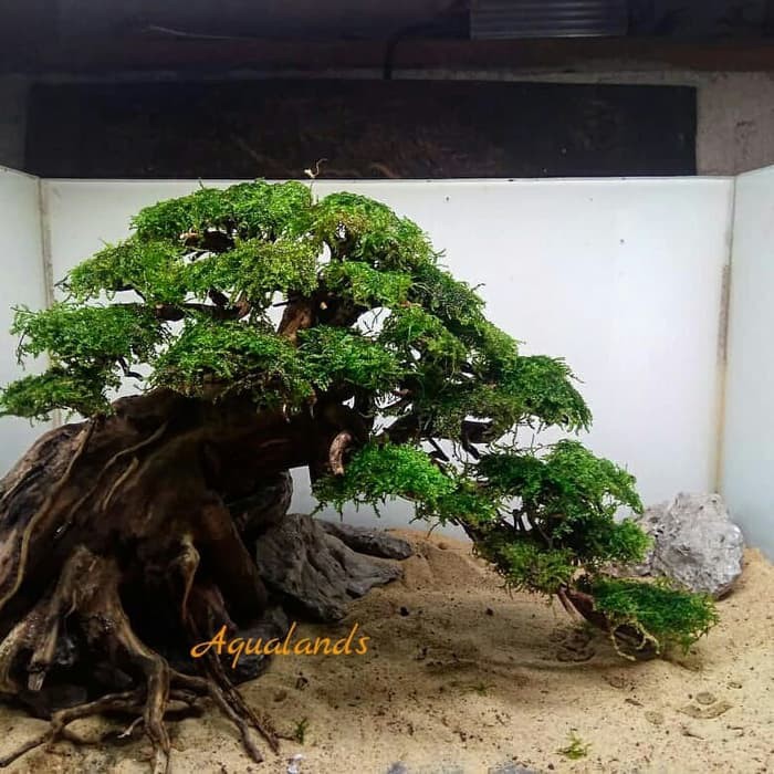 Harga Bonsai Aquascape Terbaik Perawatan Hewan Hobi Koleksi Januari 2021 Shopee Indonesia