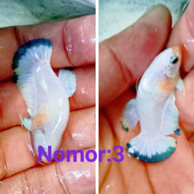  Hiasan  Aquarium  Mini Cupang Famale White Blue dan Nemo Koi  