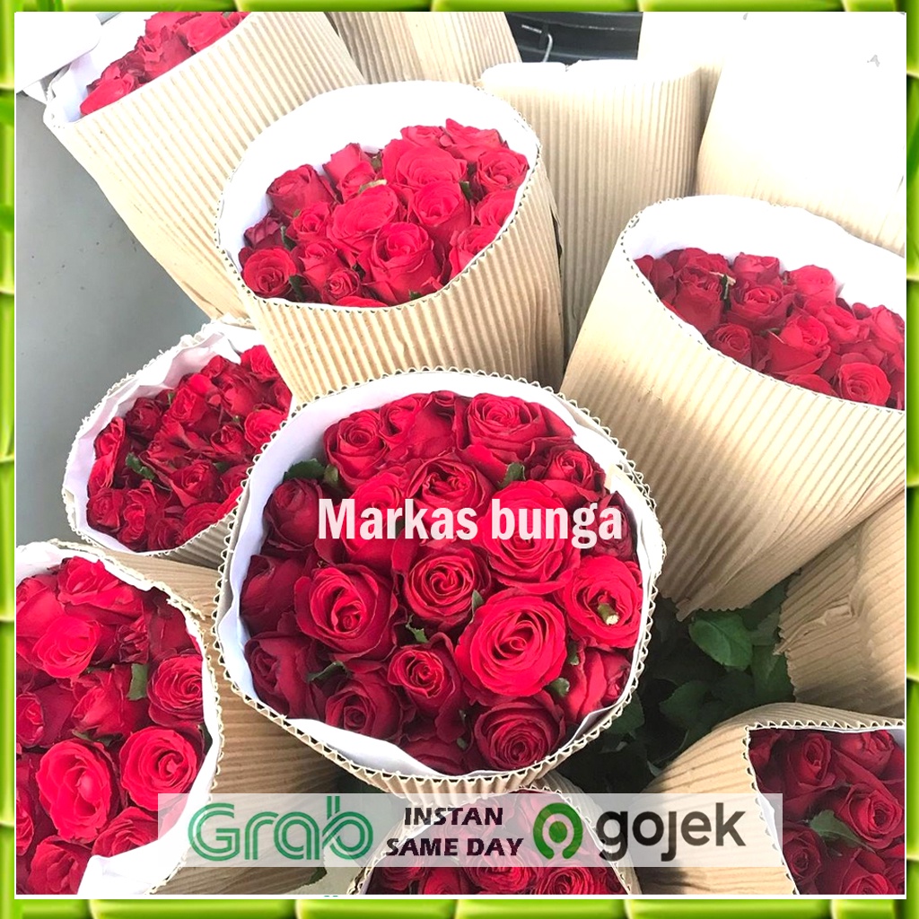 bunga mawar merah semi Holland Bandung fresh