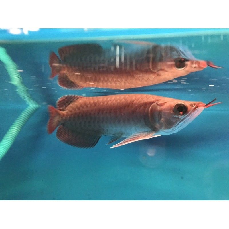 Ikan Arwana Super Red King dan Semi king sertifikat+Chip