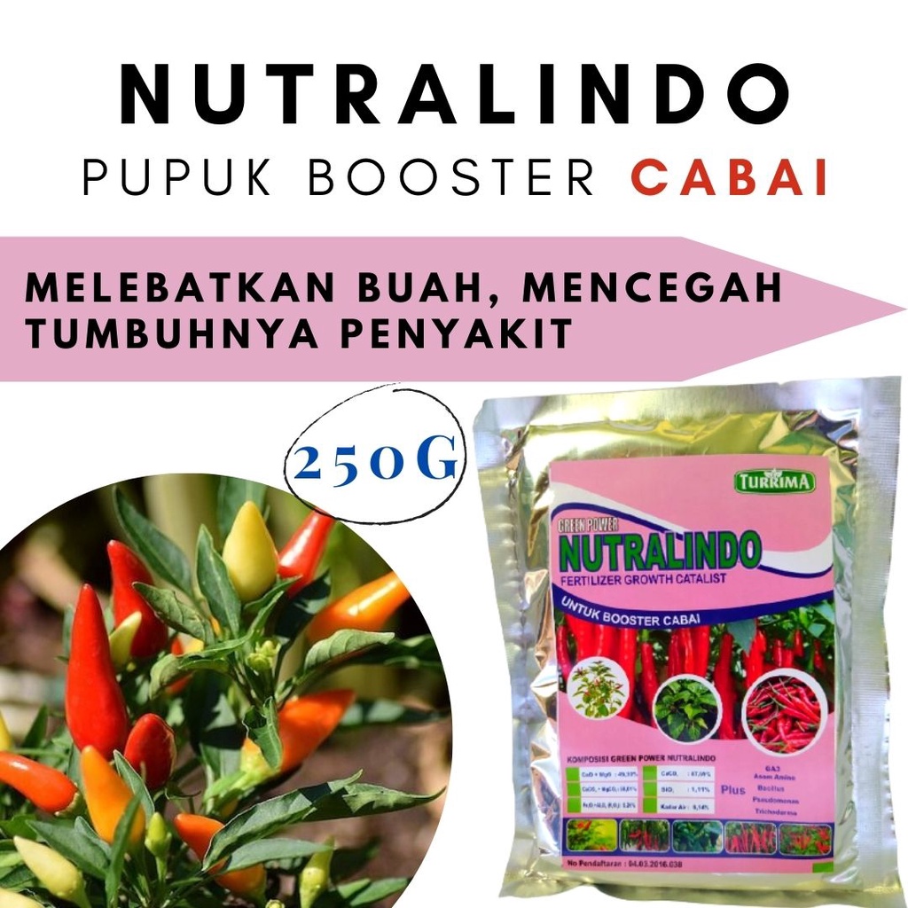 Pupuk Cabe Alami, Pupuk Perangsang Bunga Dan Buah Pada Tanaman Cabai