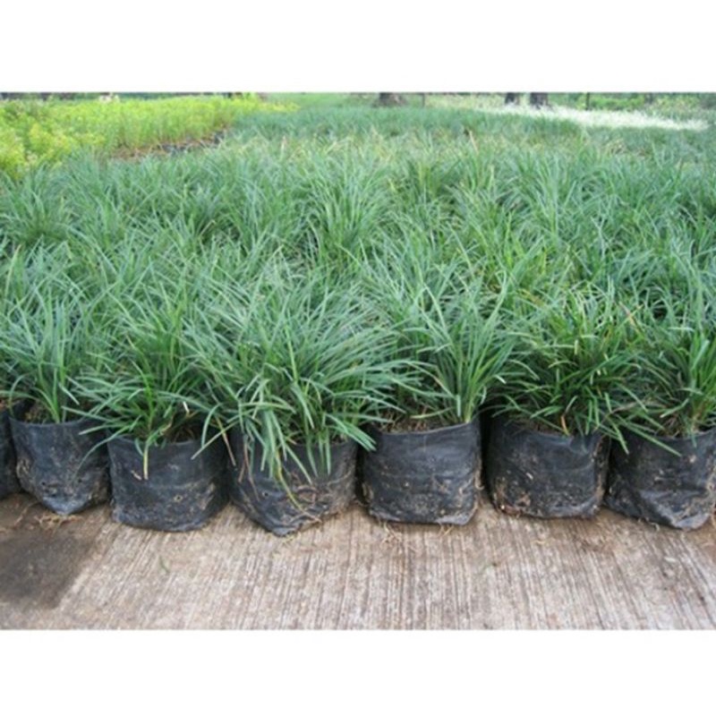 promo rumput kucai harga grosir rumput kucai gondrong