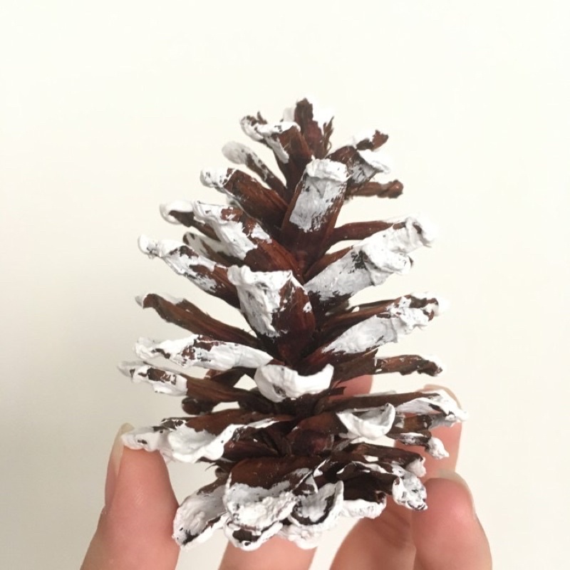 PINECONE PUTIH biji pohon pinus kering dried hiasan pohon natal