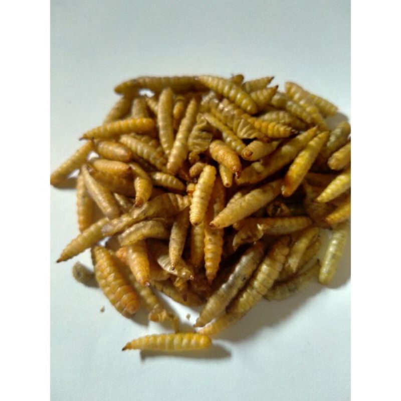 Manggot Bsf Manggot Kering Pakan Ikan Predator Louhan Channa Arwana 100gr