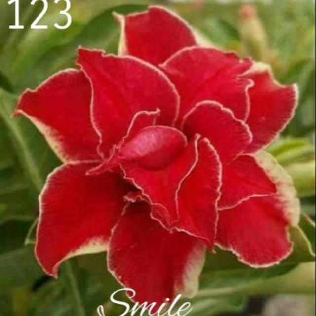 Bibit Adenium Tumpuk