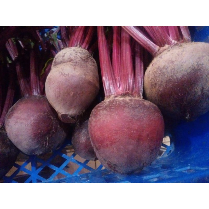 

Buah Bit/beet root 1kg Segar langsung dari kebun