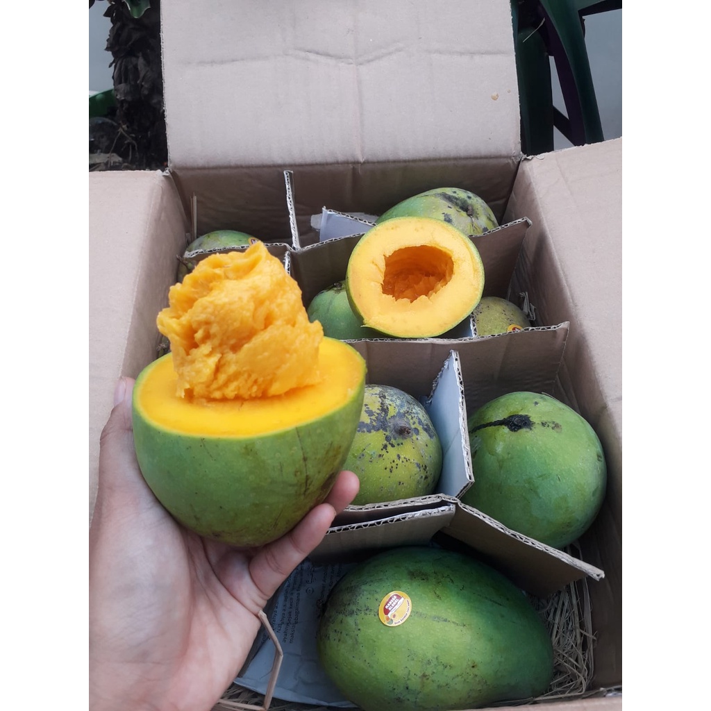 

Mangga Alpukat 1 kg