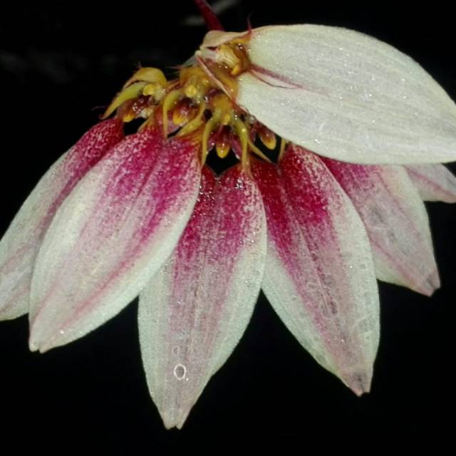Tanaman Hias Bunga Anggrek Bulbophyllum Lepidum
