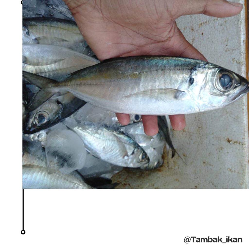 

Ikan Kembung Bentrong Segar 1KG