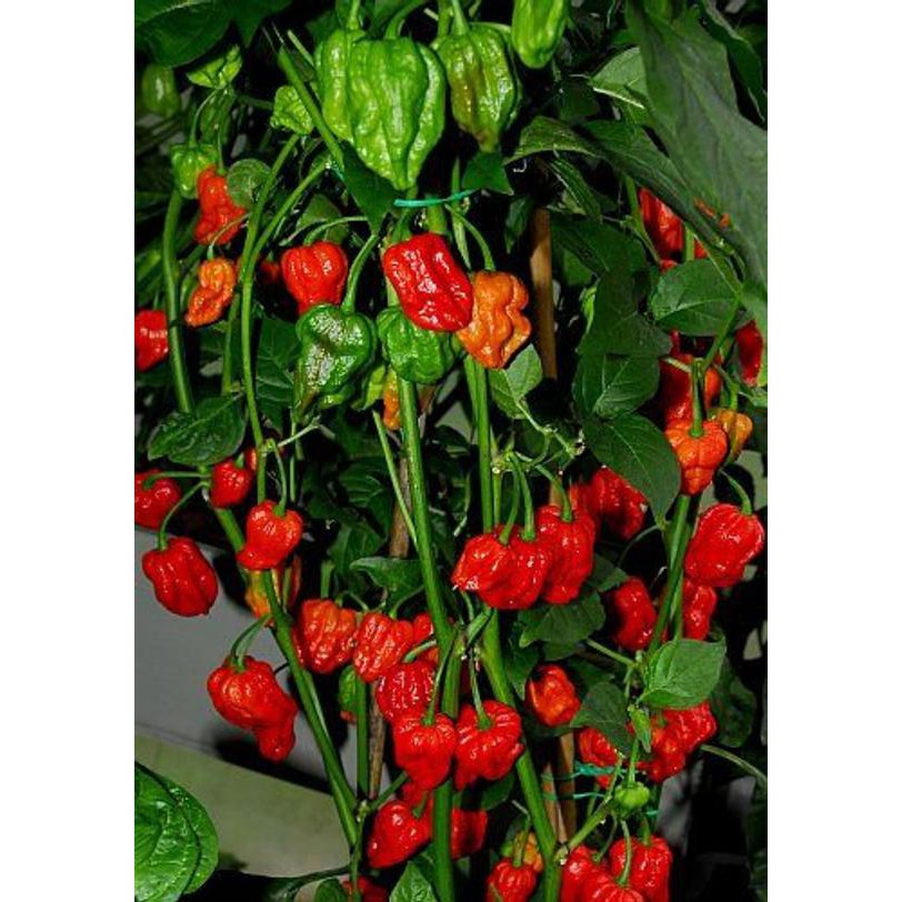 2 Bibit Cabe Carolina Reaper Merah Benih Cabai Rekor Terpedas di Dunia Kualitas Premium Sayuran Red-5