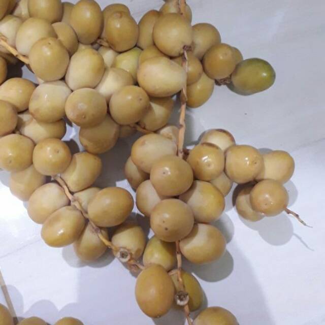 KURMA RUTHOB KUNING Barhee Madinah