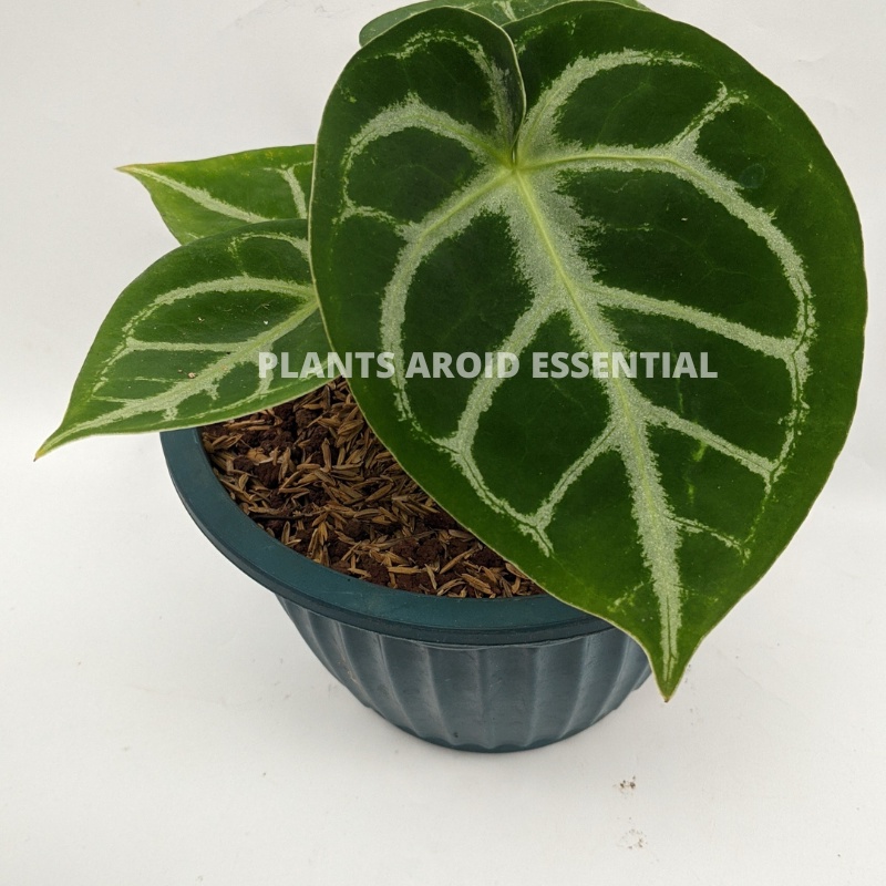 anthurium dorayaki ORIGINAL - Tanaman kuping gajah dorayaki (REAL PICT)