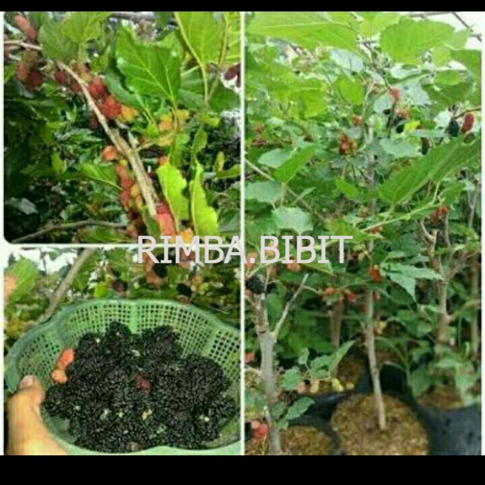 bibit buah murbei jumbo