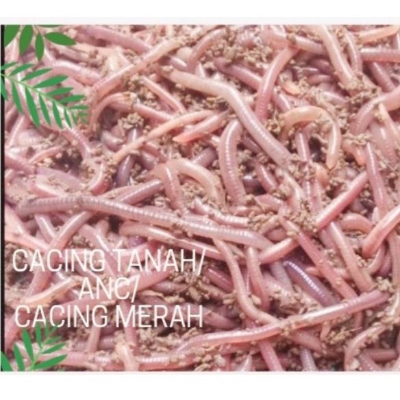 CACING TANAH, LUMBRICUS, ANC, CACING MERAH HIDUP