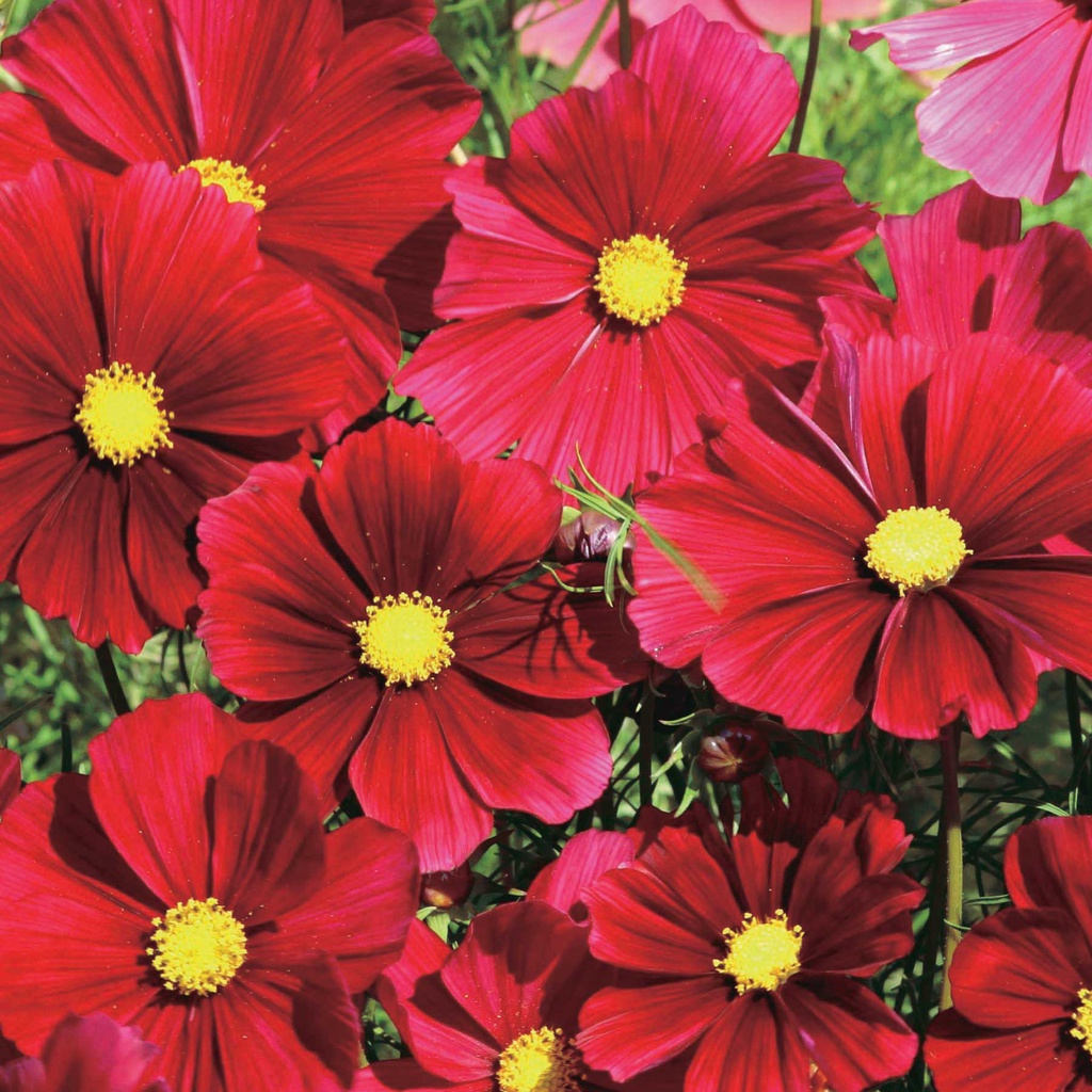 Benih Bibit Biji - Bunga Cosmos Gazebo Red Merah Flower Seeds - IMPORT