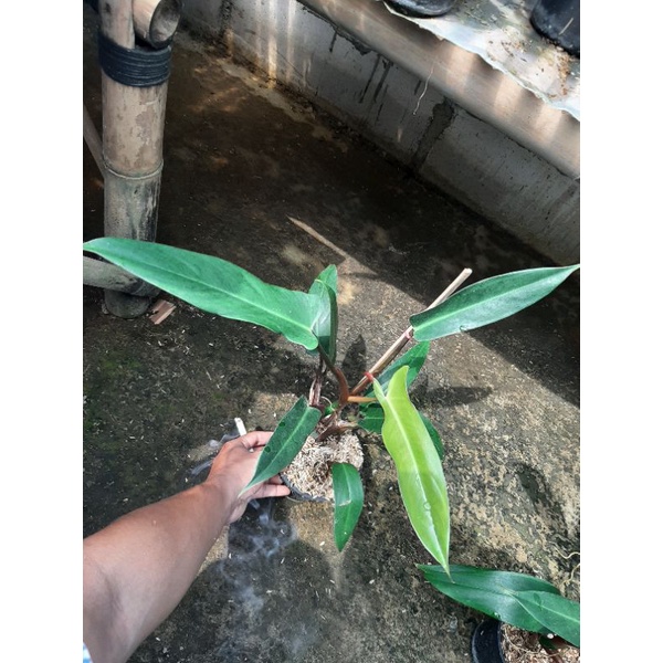 philodendron mexicanum