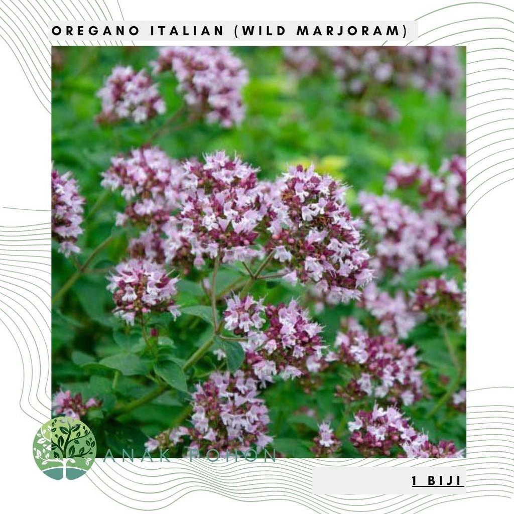 Benih Bibit Biji - Wild Marjoram / Oregano Italian Herb Seeds - IMPORT