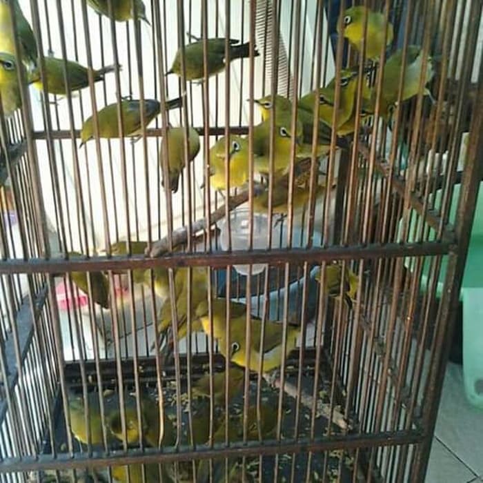 Burung Pleci Dakun Garut Shopee Indonesia
