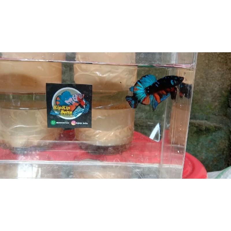 Cupang Avatar Nemo/ Nemo Fire