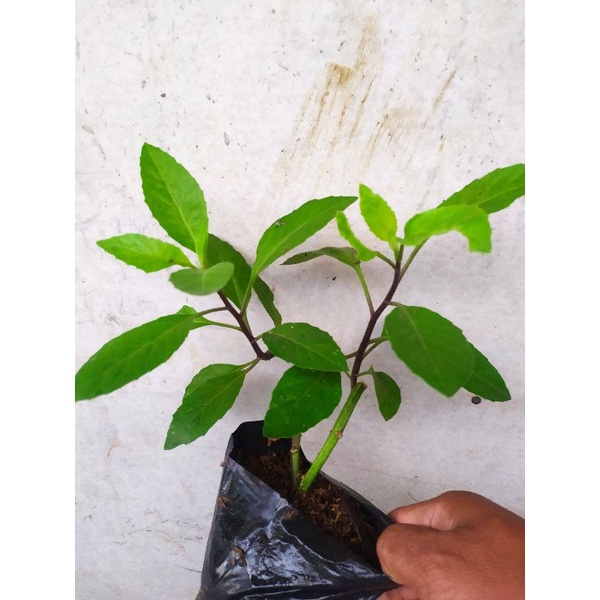 pohon sambung nyawa  daun sambung nyawa herbal tanaman