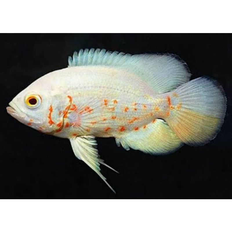 IKAN HIAS AQUARIUM IKAN OSCAR ALBINO