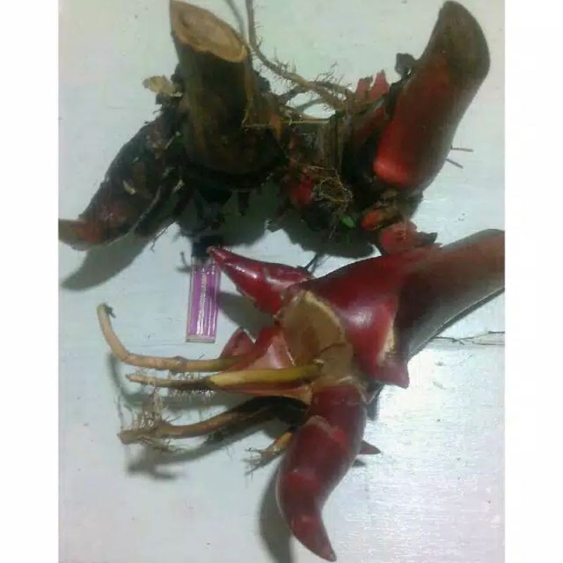 Bibit Pohon kecombrang /bunga kecombrang siyap tanam